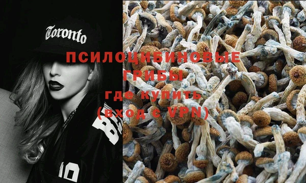 гашик Новозыбков