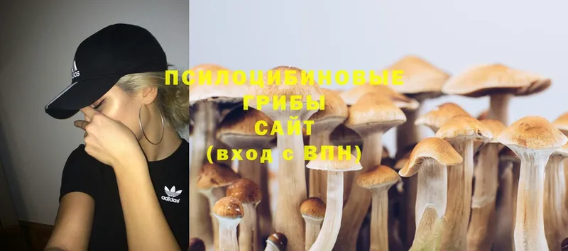 omg как войти  Лосино-Петровский  Галлюциногенные грибы Psilocybine cubensis  где купить наркоту 