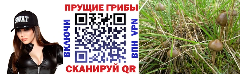 Галлюциногенные грибы мухоморы  блэк спрут маркетплейс  Лосино-Петровский 